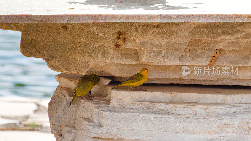 两只黄色羽毛的鸟，被称为藏红花雀(Sicalis flaveola)，栖息在石板的阴影下的裂缝。